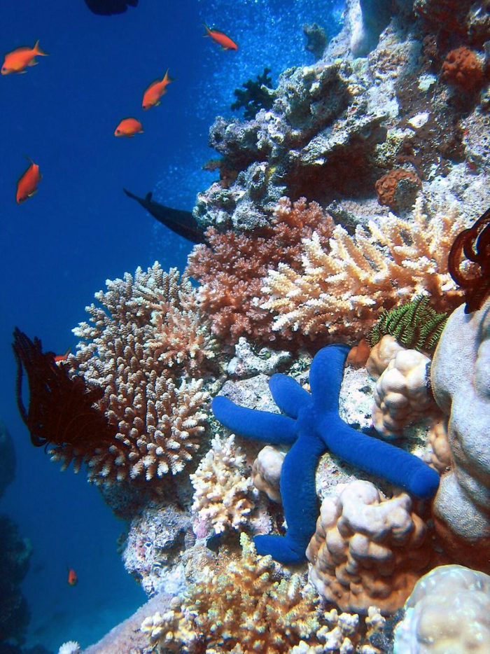 Great Barrier Reef (c) Richard Ling