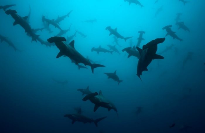 Hammerheads by Xvic lr