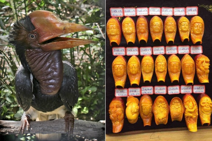 Helmeted hornbill, left, by Doug Janson; carved hornbill beaks illegally sold on the internet