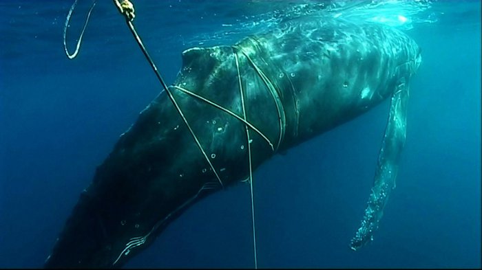 Humpback whale entangled in gear off West Australia (c) Department of Environment and Conservation