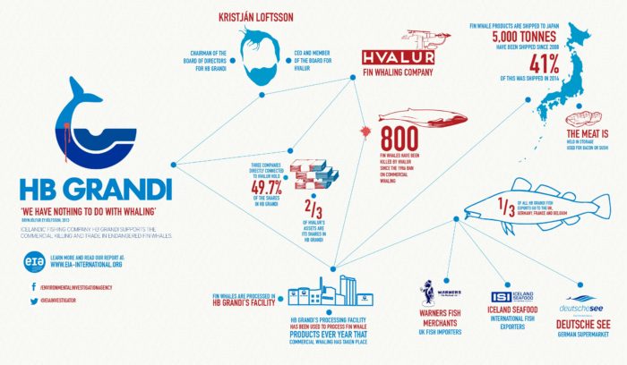 Iceland whaling infographic (c) EIA