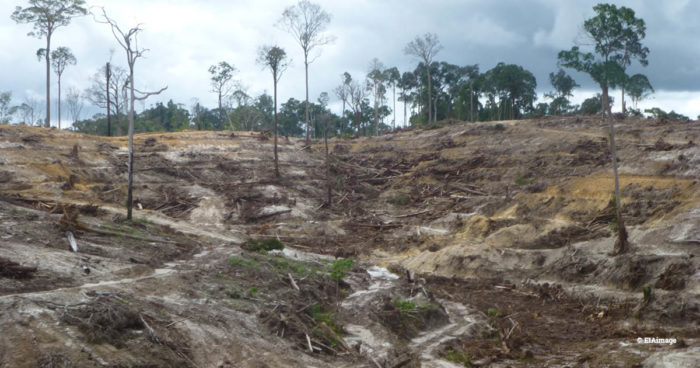 Indo palm oil deforestation