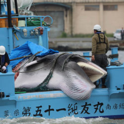 Dead minke whale being transported into shore on a Japanese boat