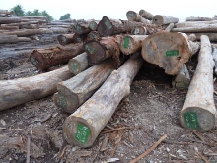 Lao logs owned by Vietnamese military company, Qui Nhon port, Vietnam, 2010 (c) EIA