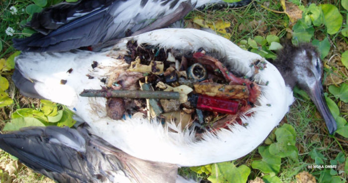 Laysan Albatross in Midway Atoll (c) NOAA ONMS