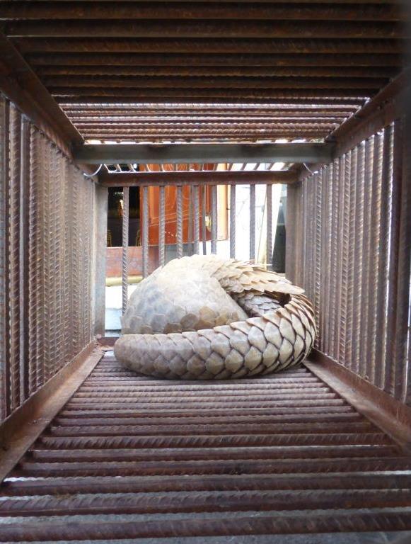 Live pangolin outside restaurant, Kings Romans complex, GT SEZ, Laos (c) EIA lr cropped