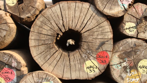 Logs rotting in a log yard