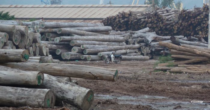 Logs stolen from Laos by Vietnamese military in Quy Nhon Port, Vietnam