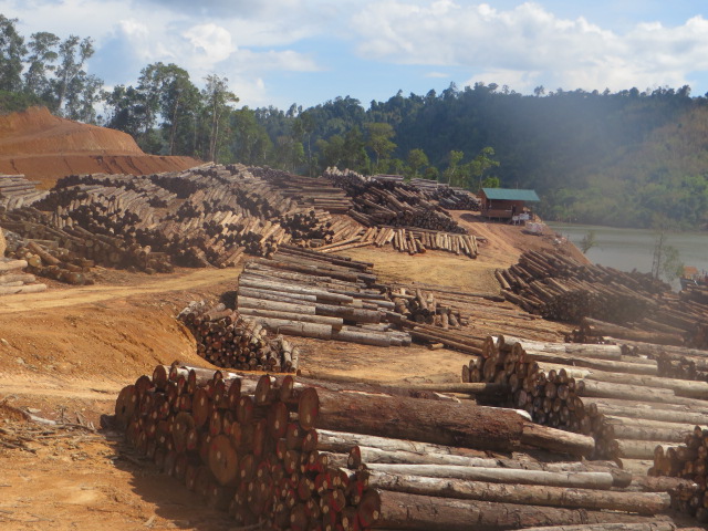 Logs taken from oil palm concession, Myanmar