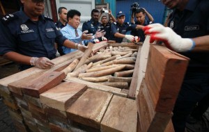 Malaysian officials with some of the ivory seized in December 2012 (c) Bazuki Muhammad & Reuters