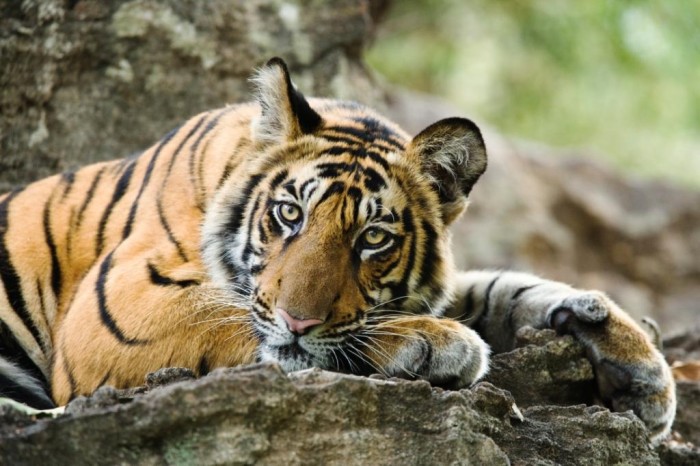 Bengal tiger (c) Elliott Neep