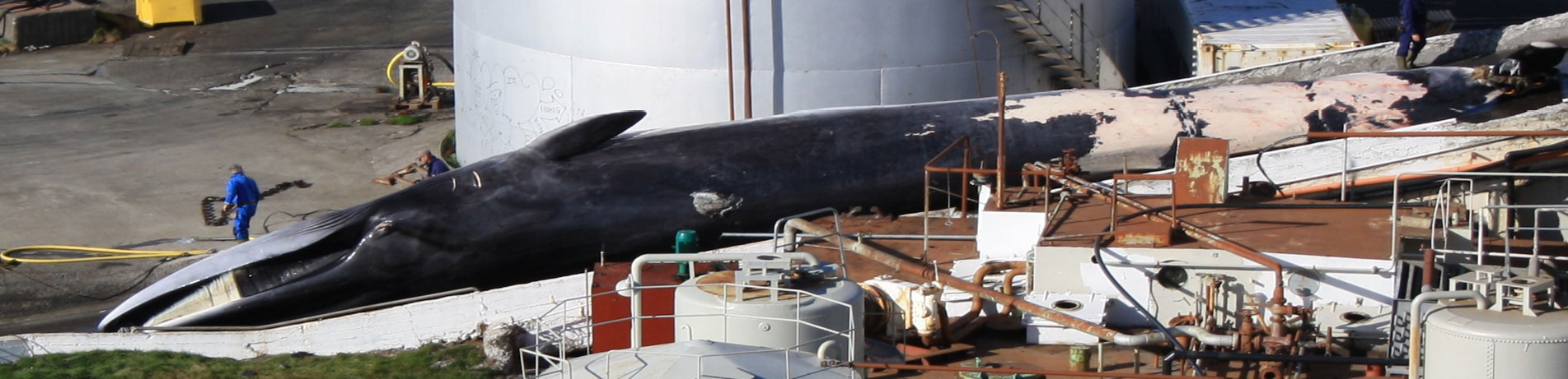 Dead fin whale being processed in a whaling factory, Reykjavik, Iceland
