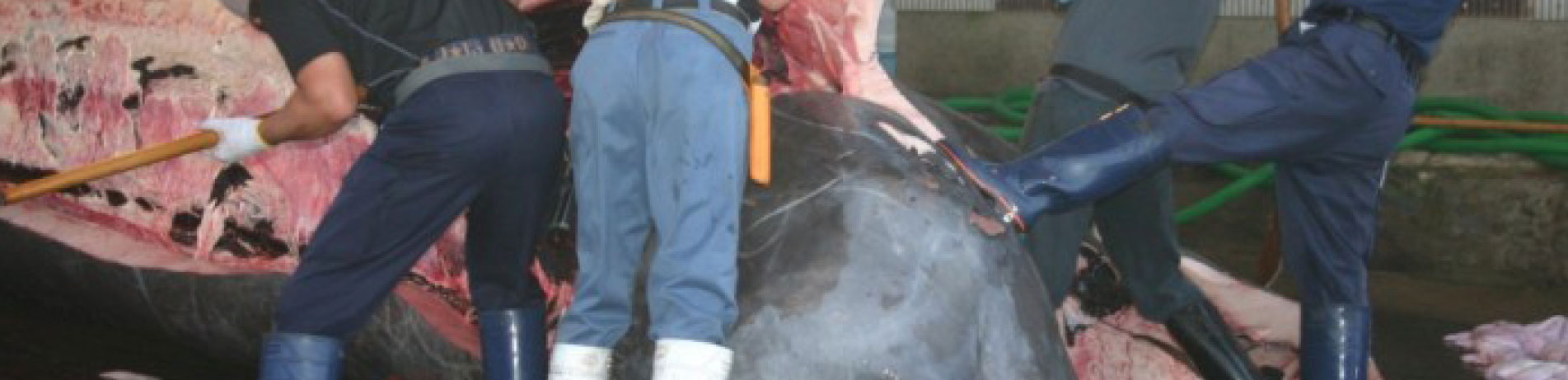 Landed beaked whale being processed in Japan