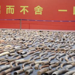 Seized ivory on display in China by China Customs