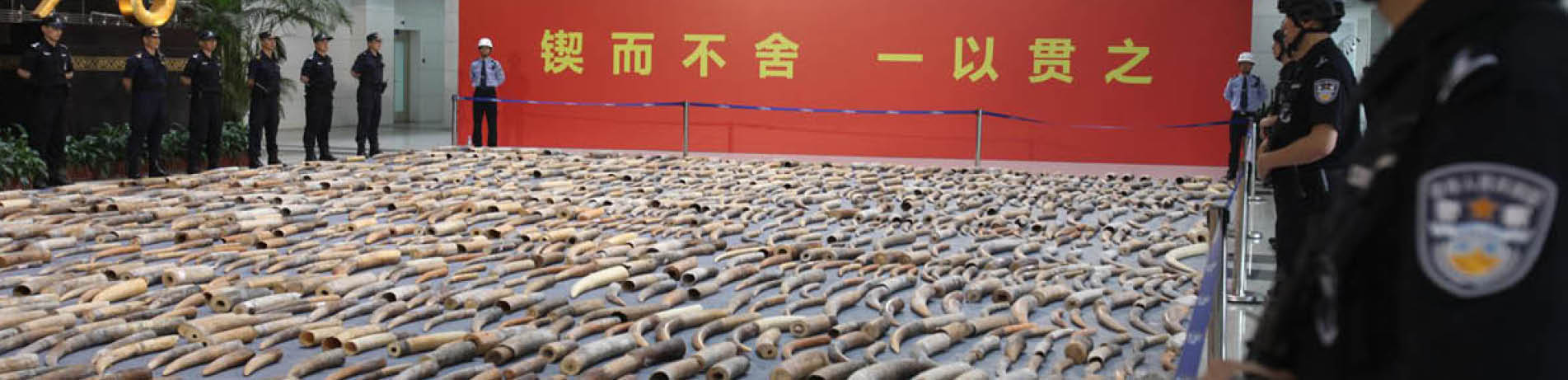 China Customs display ivory seized in the country