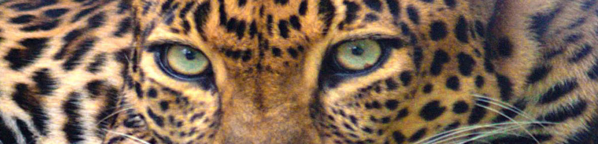 Close up image of an Indochinese leopard