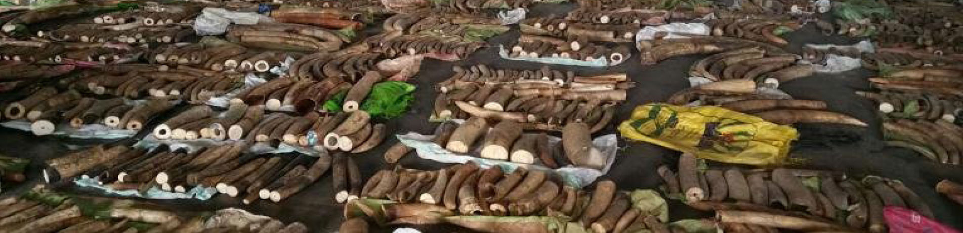 Seizure of ivory tusks, rhino horns and big cat teeth on display