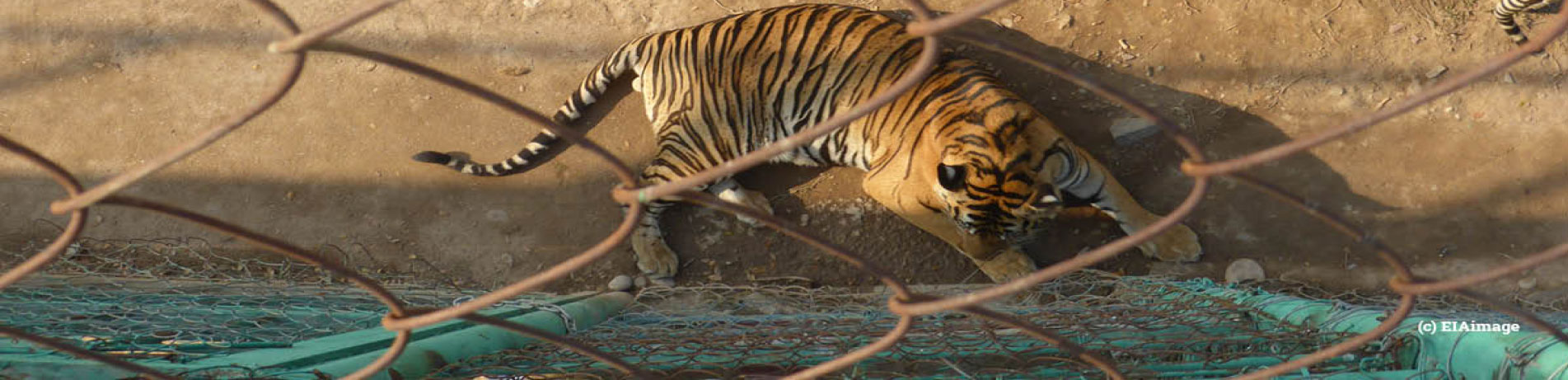 Captive tiger in Golden Triangle Special Economic Zone, Laos