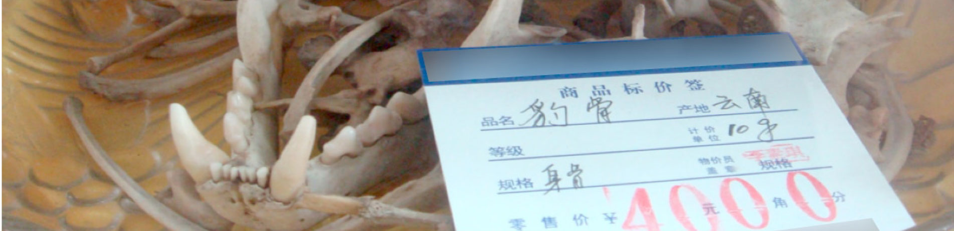 Leopard bone for sale, Chongqing, China