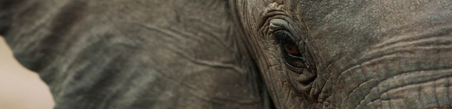 Close up image of an African elephant, Malawi