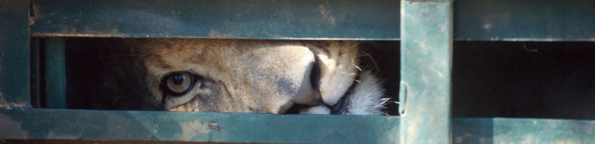 Captive bred lion in a cage, South Africa