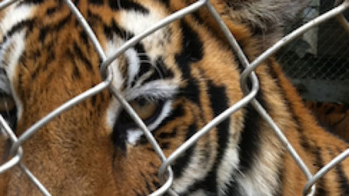 Captive tiger behind fence, China