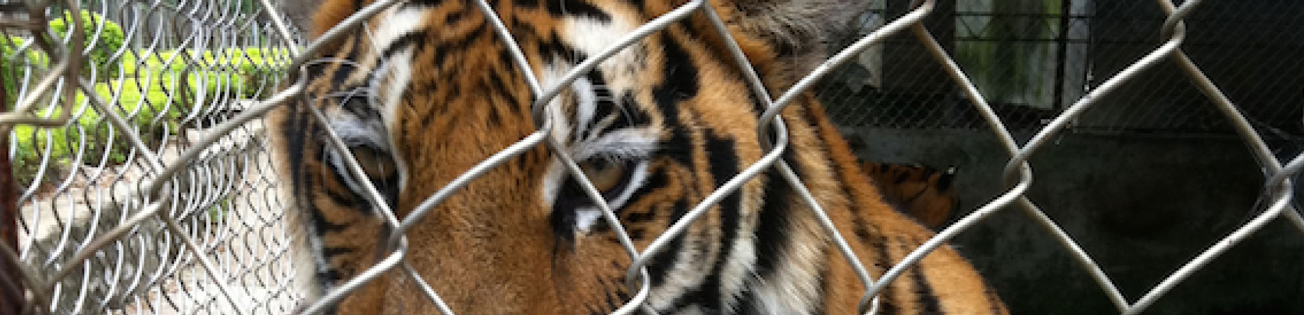 Captive tiger behind fence, China