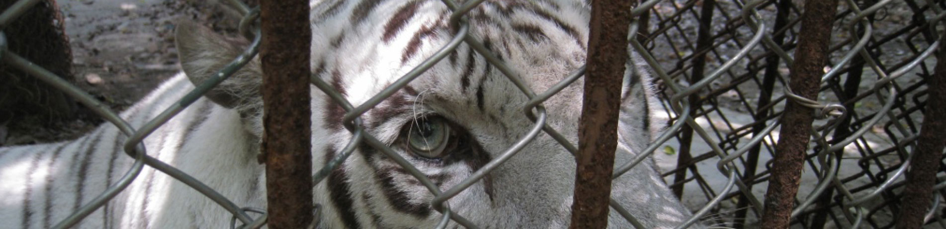 Close-up image of captive tiger behind a fence, Gulin, China