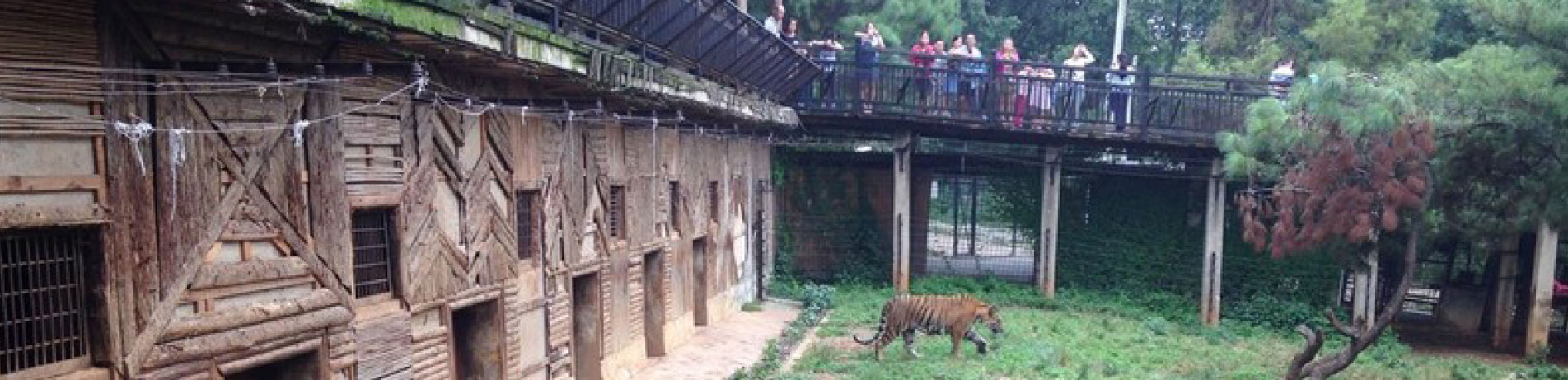 Captive tiger in an enclosure with people watching from an overhead walkway