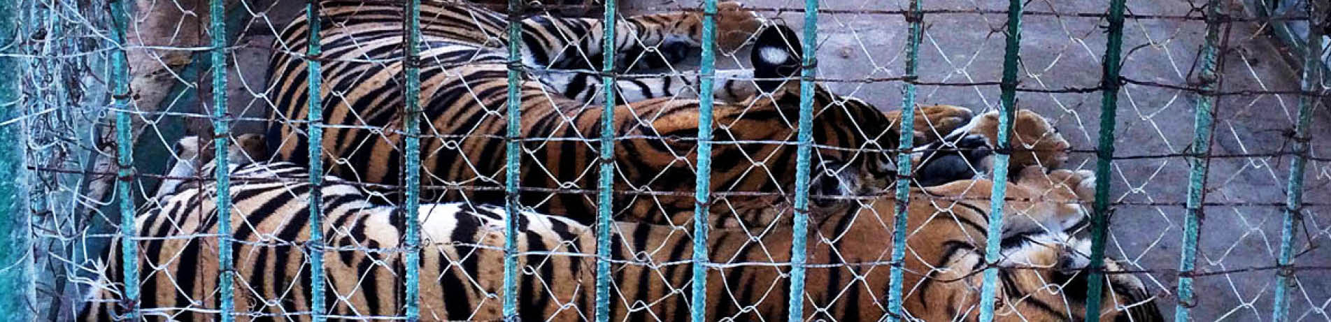 Captive tigers behind fence, China