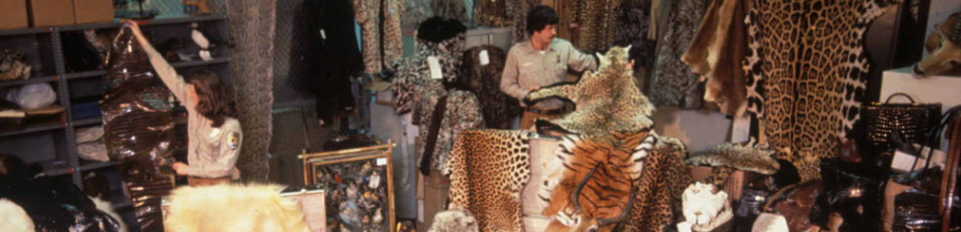 Officials handling confiscated wildlife items including tiger and leopard skins