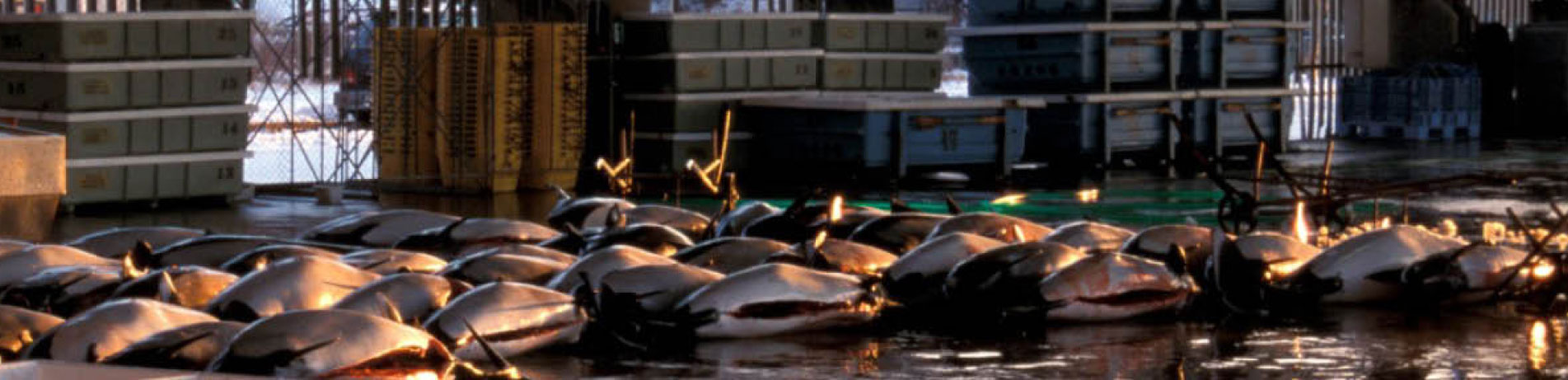 Dall's porpoises arranged in rows after hunt, Japan