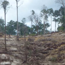 Deforested hillside in Indonesia