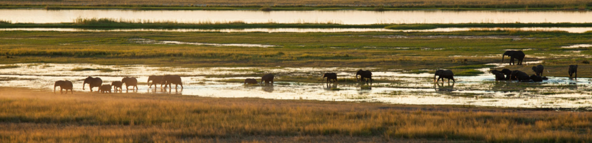 Herd of elephants by the Chobe river in Botswana