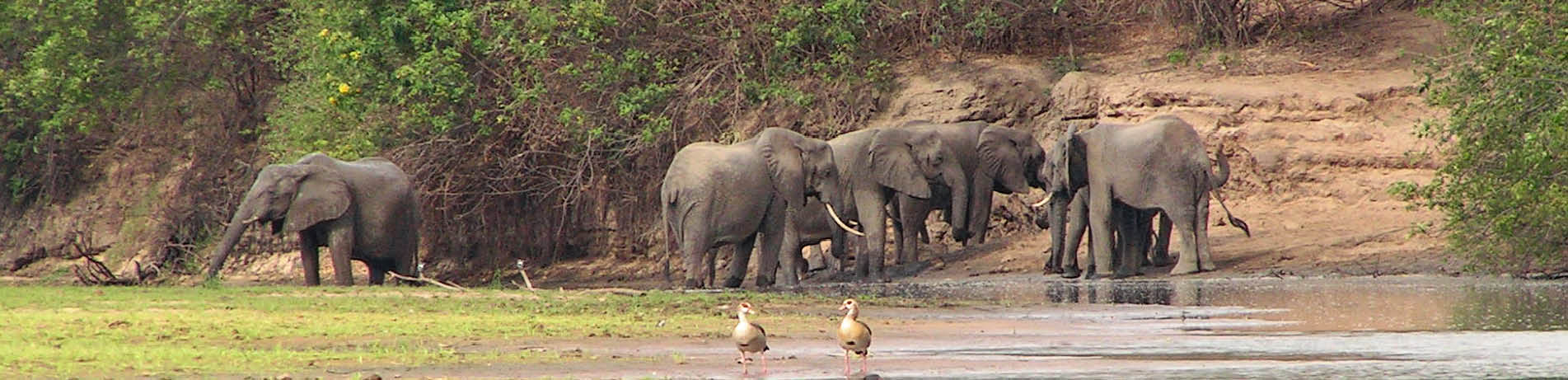 Elephants in the Selous Game Reserve, Tanzania