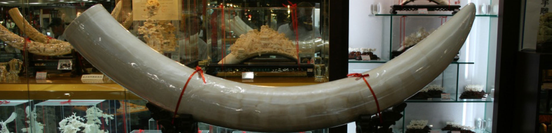 Elephant ivory displayed for sale in China