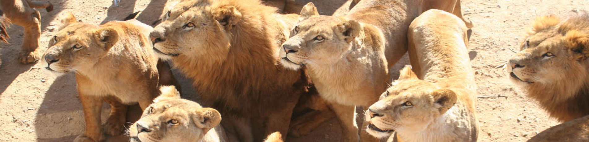 Group of captive lions