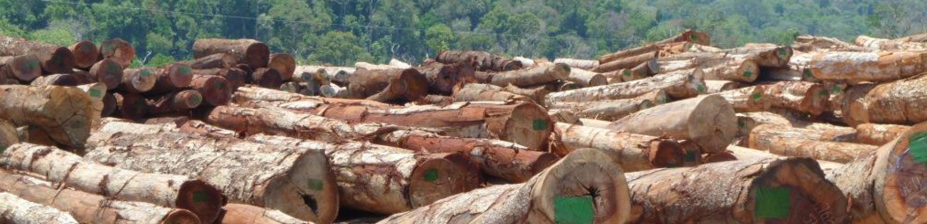 Stockplile of logs in Vietnam