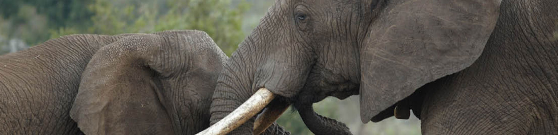 Two African elephants, Malawi