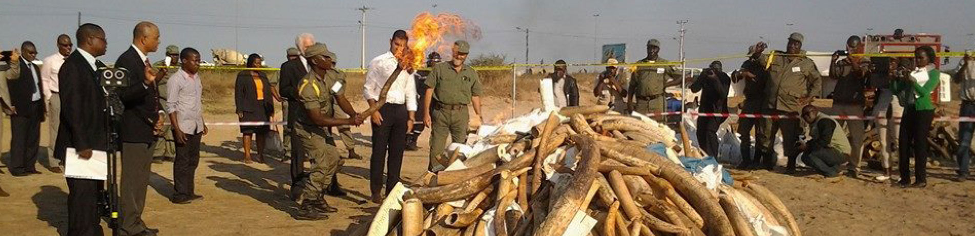 Mozambique officials burn a pile of seized ivory and rhino horns