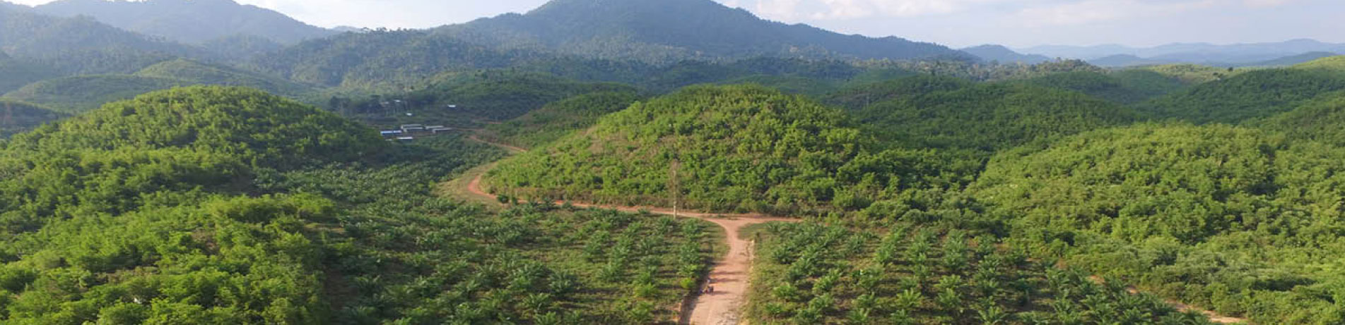 Palm oil plantation, Myanmar