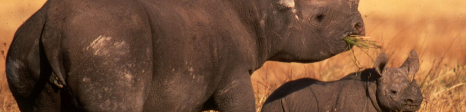 Rhino in the wild with young