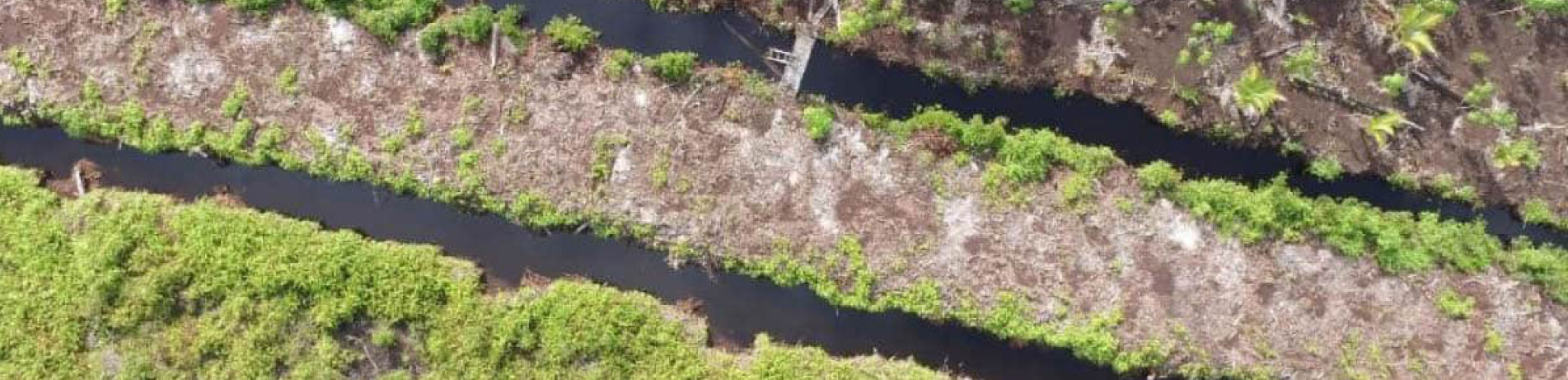 Aerial photo of deforested land, Sebangau National Park, Indonesia