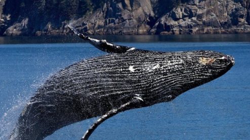 Breaching humpback whale