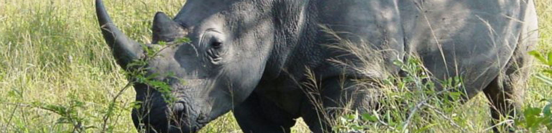 White rhino in the wild, South Africa