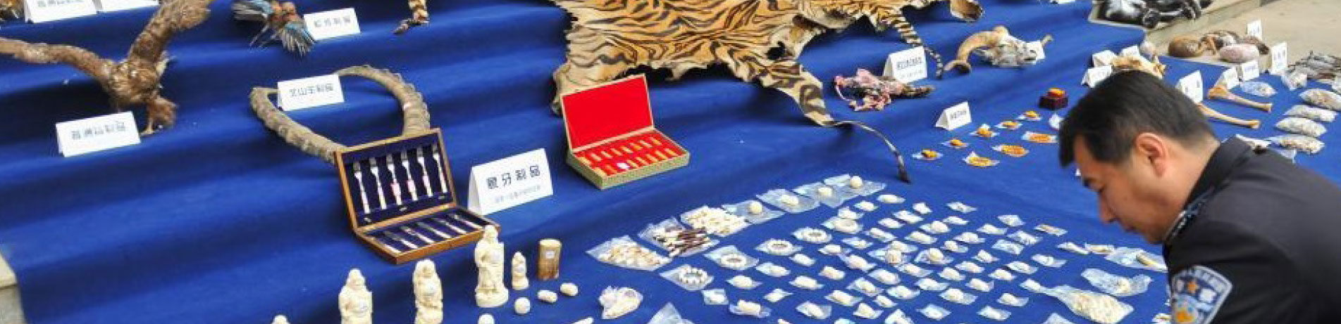 Seized illegal wildlife products are displayed by Yunnan police, China