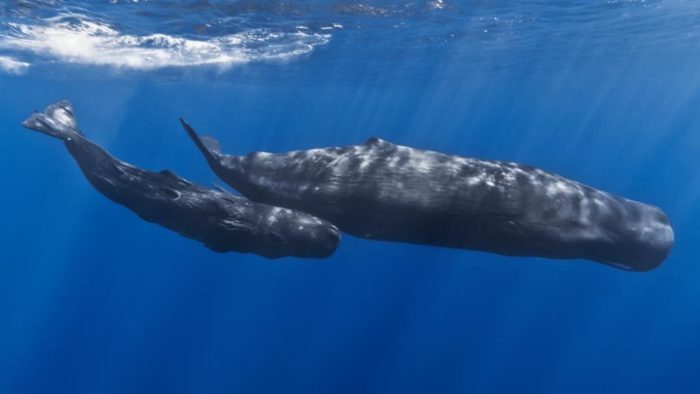 Mother and baby sperm whale, by Gabriel Barathieu lr