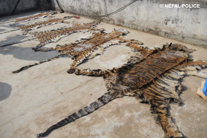 Nepalese authorities seized seven tiger skins, hundreds of tiger bones and arrested seven people during operations in January 2013 (c) Nepal Police