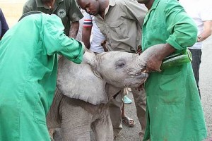 Orphan elephant Lemoyian (c) David Sheldrick Wildlife Trust