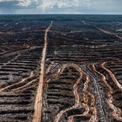 PT Megakarya Jaya Raya (PT MJR) palm oil concession in Papua (c) Greenpeace